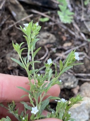 Heliotropium