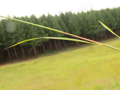 Andropogon chinensis