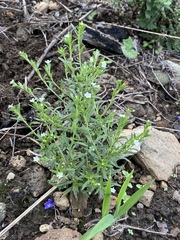 Heliotropium