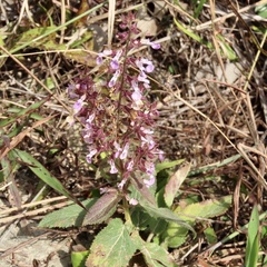 Teucrium quadrifarium