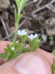 Heliotropium