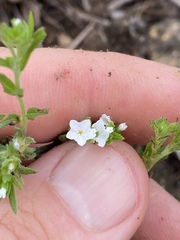 Heliotropium