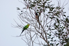 Polytelis swainsonii