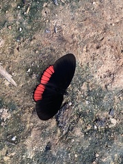 Biblis hyperia