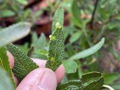Rhopalomyia salviae