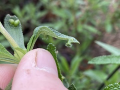 Rhopalomyia salviae