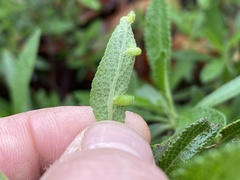 Rhopalomyia salviae
