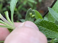 Rhopalomyia salviae