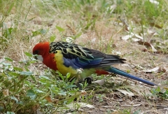 Platycercus eximius eximius