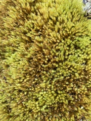 Homalothecium fulgescens