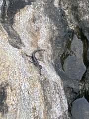 Cryptoblepharus litoralis