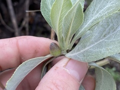 Rhopalomyia audibertiae