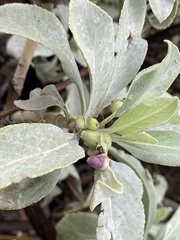 Rhopalomyia audibertiae