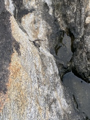 Cryptoblepharus litoralis