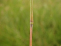 Andropogon chinensis