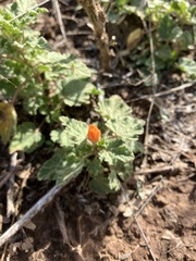 Sphaeralcea coulteri