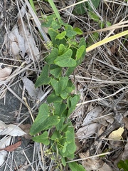 Tinospora smilacina