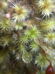 Breutelia pendula