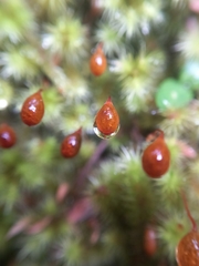 Breutelia pendula