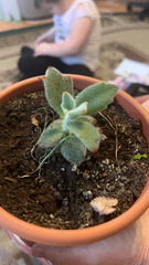 Kalanchoe tomentosa