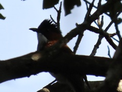 Hemixos castanonotus