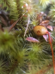 Breutelia pendula