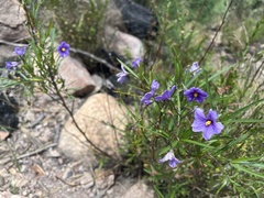 Solanum linearifolium
