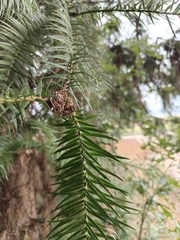 Cunninghamia
