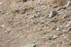 Bucanetes mongolicus