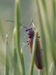 Denticollis linearis