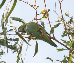 Parvipsitta porphyrocephala