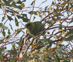 Parvipsitta porphyrocephala