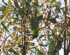 Parvipsitta porphyrocephala