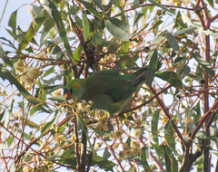 Parvipsitta porphyrocephala
