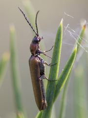 Denticollis linearis