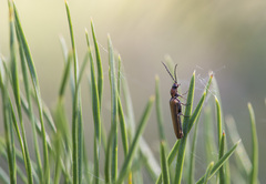 Denticollis linearis