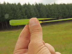 Andropogon chinensis