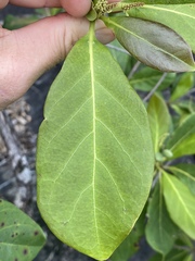 Terminalia muelleri
