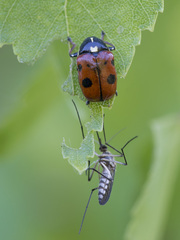 Cryptocephalus cordiger