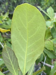 Terminalia muelleri