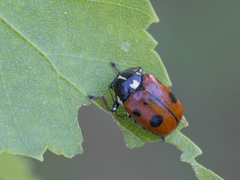 Cryptocephalus cordiger