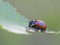 Cryptocephalus cordiger