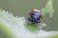 Cryptocephalus cordiger