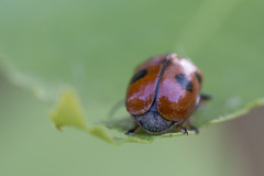 Cryptocephalus cordiger