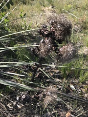 Isopogon ceratophyllus