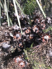 Isopogon ceratophyllus