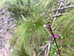 Stylidium