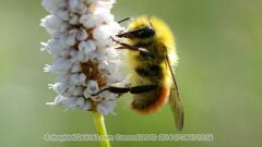 Bombus pyrosoma
