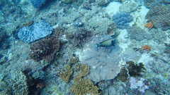 Acanthurus tennentii