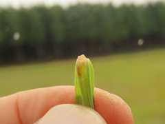 Andropogon chinensis